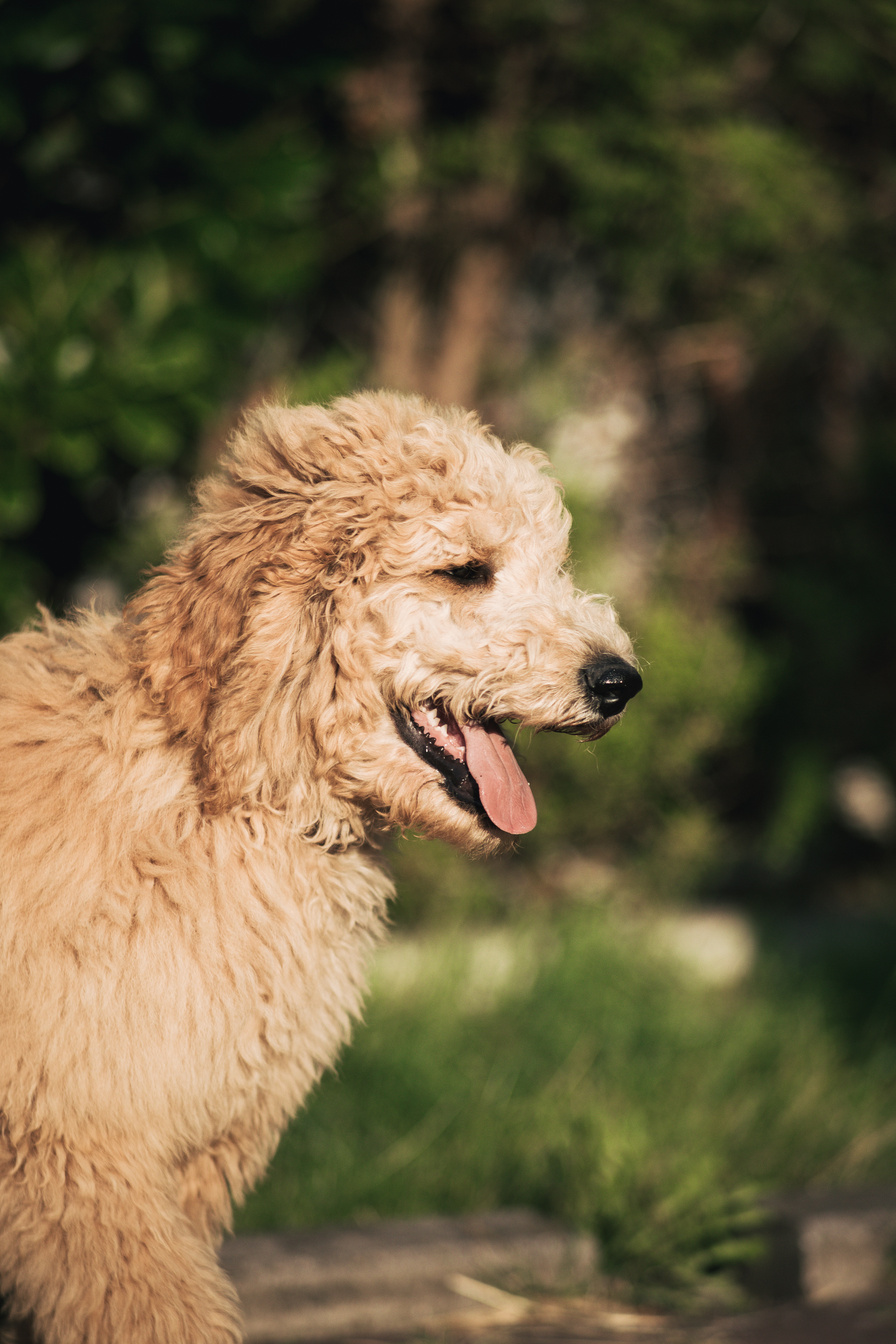 Selective Focus of Goldendoodle Dog