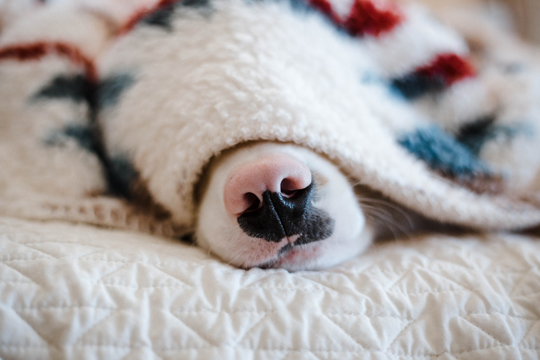 Funny dog sleeping under blanket on soft bed